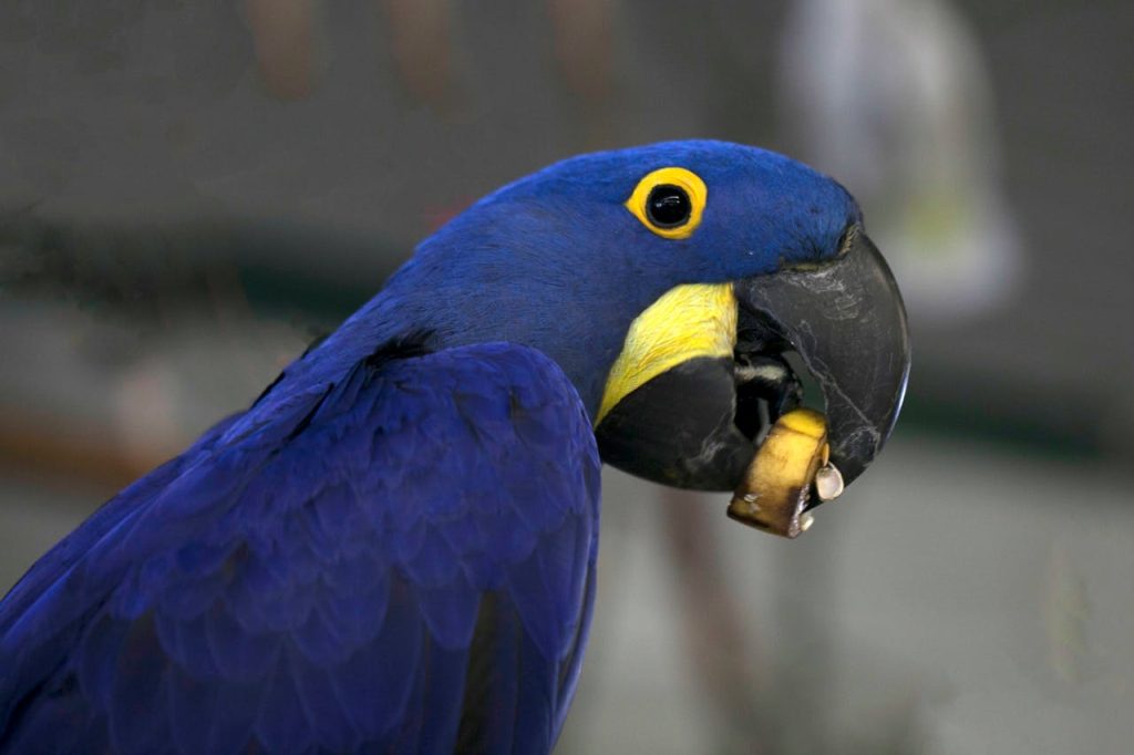 A vivid close-up of a Hyacinth Macaw enjoying a nut, showcasing its striking blue feathers.