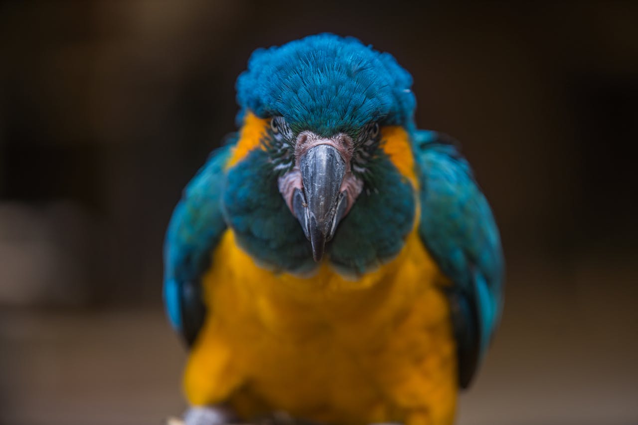 Bright and vivid portrait of a blue and yellow macaw parrot in a natural setting.