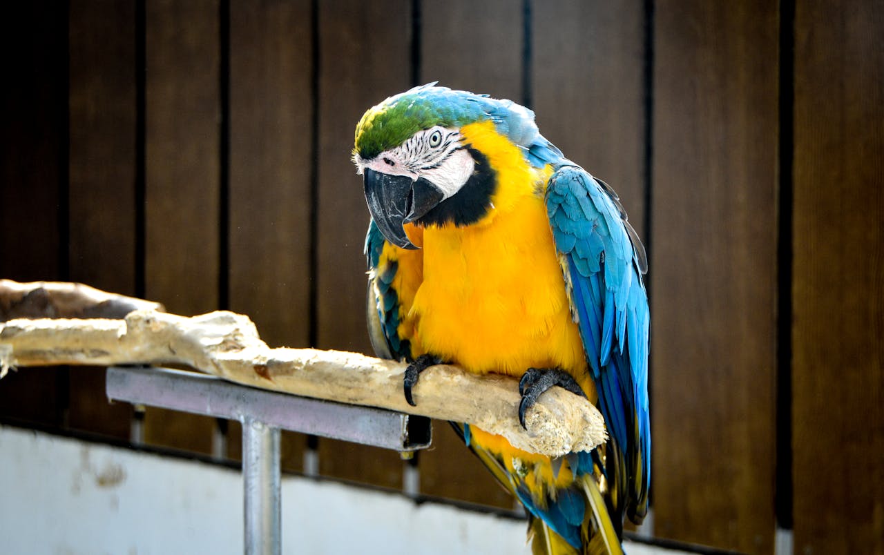 Close-up of a vibrant Blue and Yellow Macaw with striking feathers perched indoors.