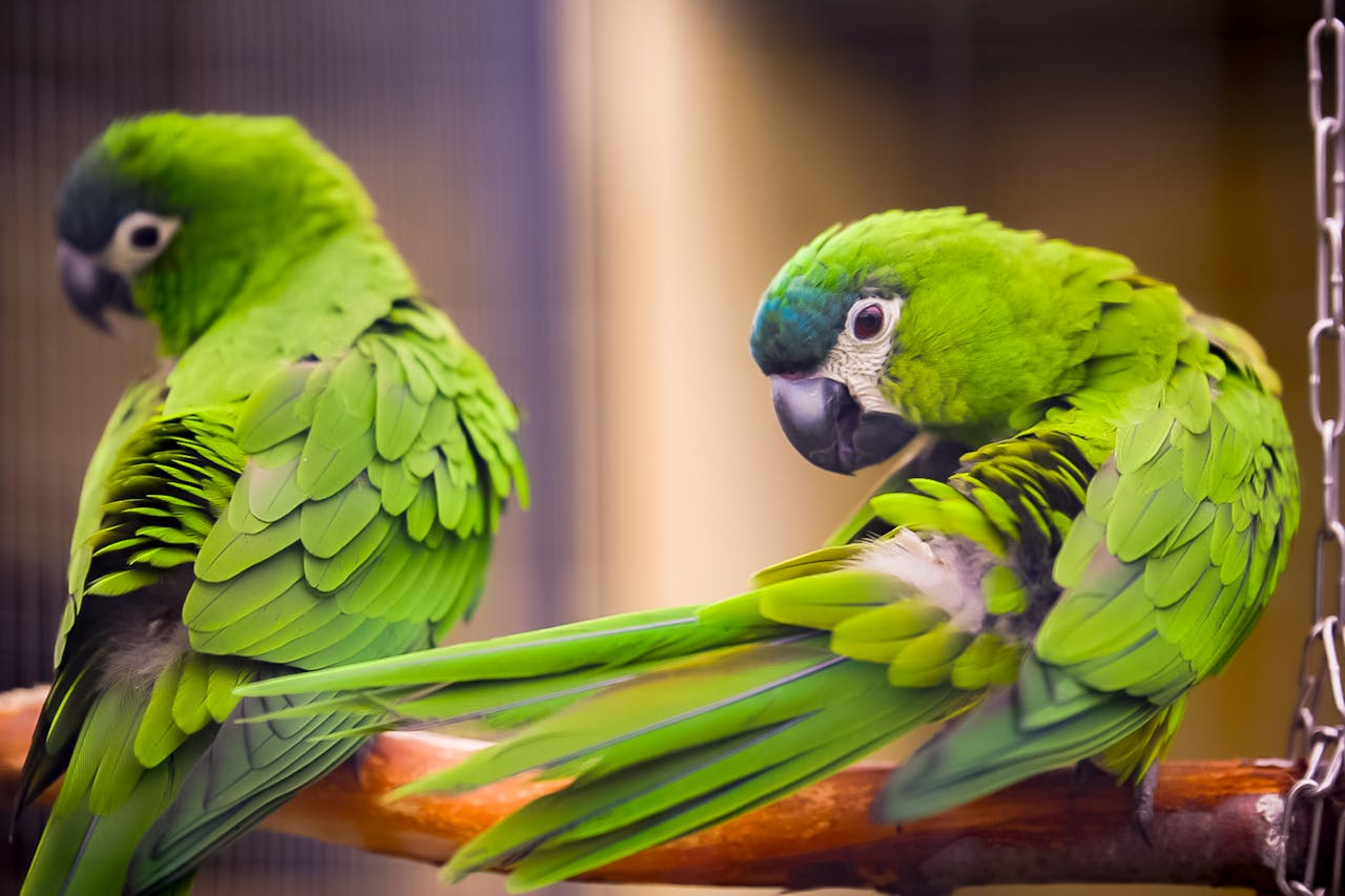 Two vibrant green parrots with striking feathers perched closely on a branch indoors.