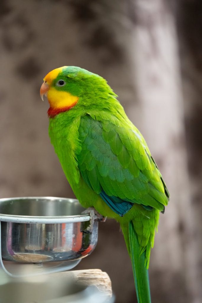 Vibrant green parrot with yellow and red markings perched on a metal bowl indoors.