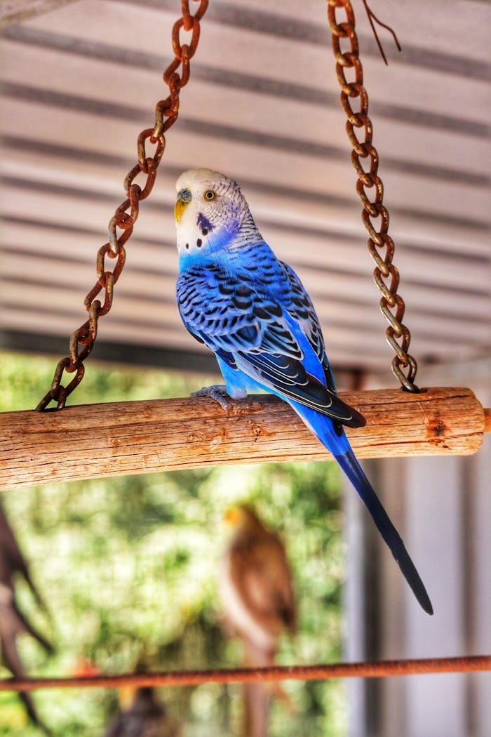A colorful blue budgerigar sits gracefully on a wooden perch, showcasing its vivid feathers.