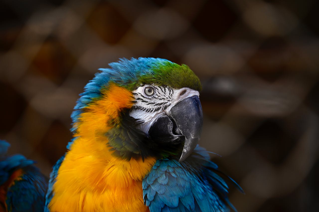 Close-up of a vibrant blue and yellow macaw with a blurred background.