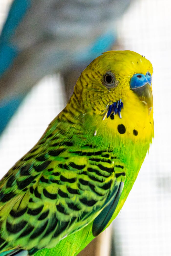 Vibrant green budgerigar with yellow head and striking markings in a close-up profile view.