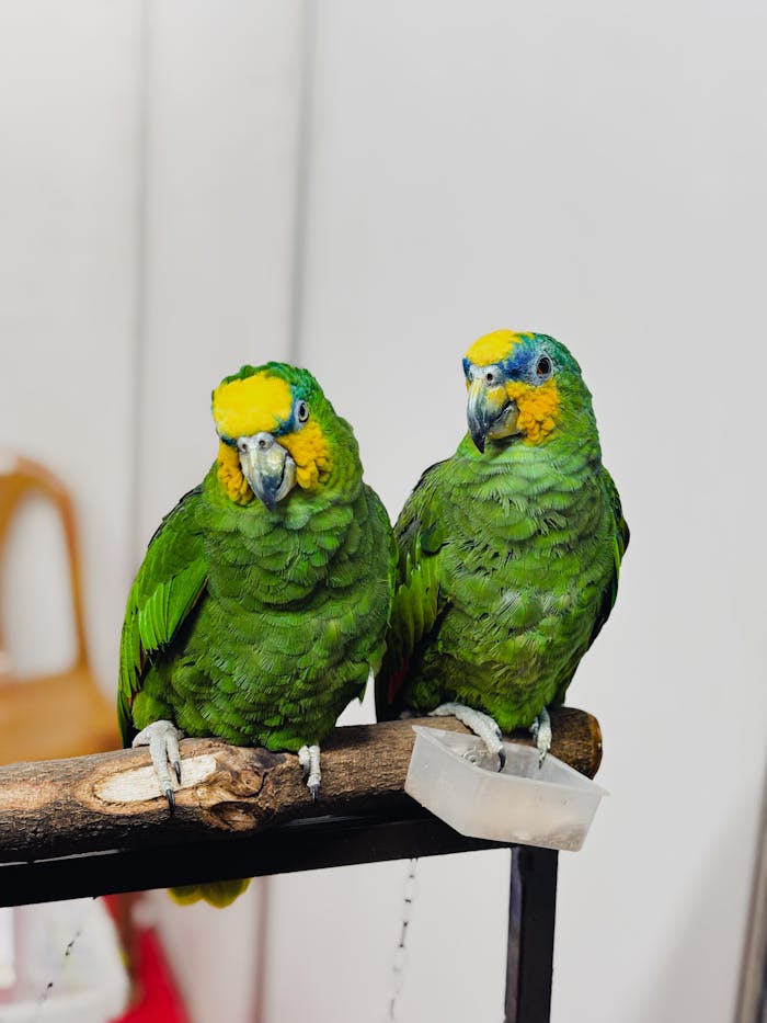 Two vibrant Amazon parrots perched indoors showcasing their vivid green and yellow plumage.