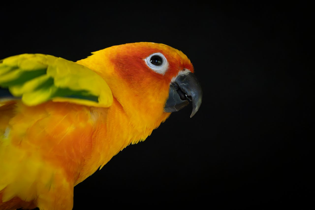 Close-up of a vibrant Sun Conure parrot showcasing vivid colors against a black background.