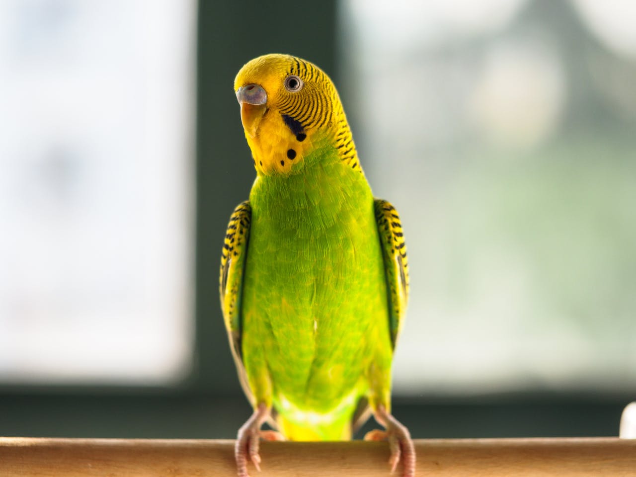 Close-up of a vibrant green budgerigar perched indoors with soft background.