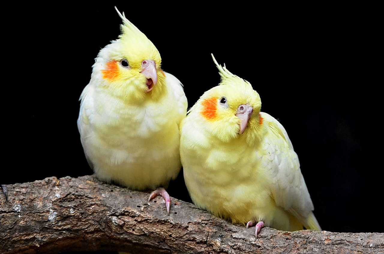 A detailed photo of two cockatiels with vibrant plumage perched on a branch.
